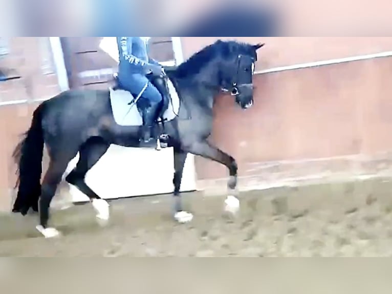 Koń westfalski Klacz 9 lat 167 cm Kara in D&#xE4;tgen