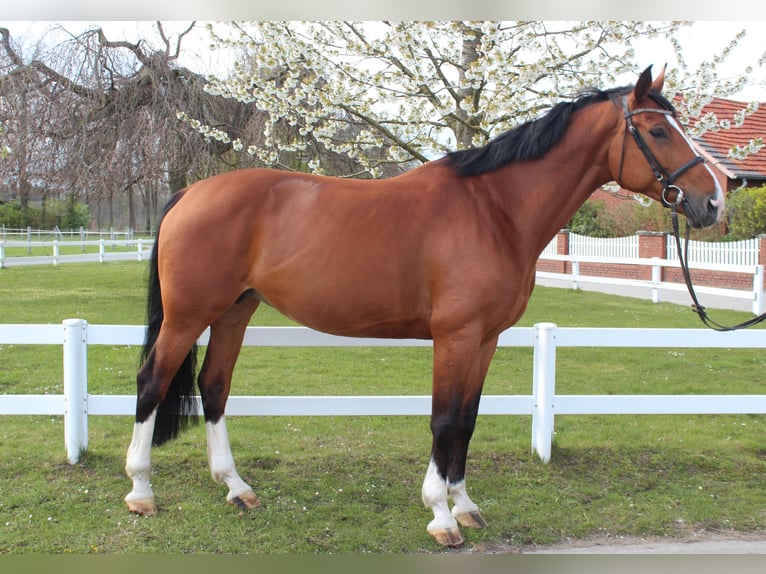 Koń westfalski Klacz 9 lat 168 cm Gniada in Bad Laer