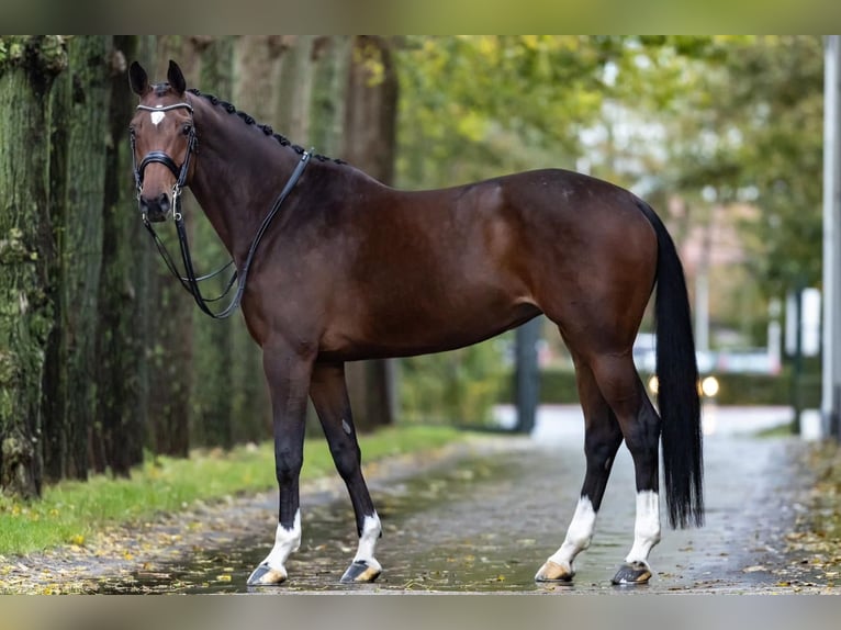 Koń westfalski Klacz 9 lat 168 cm Gniada in Haftenkamp