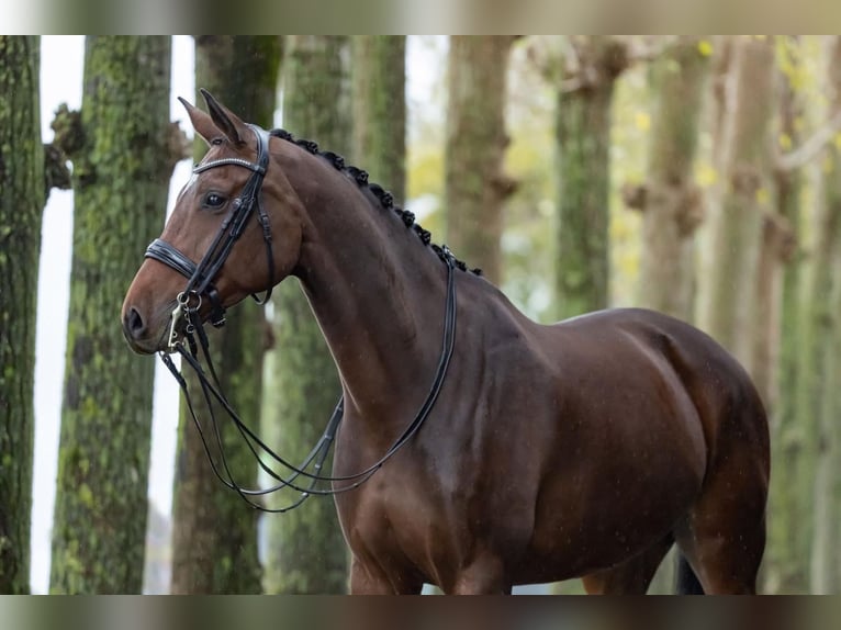 Koń westfalski Klacz 9 lat 168 cm Gniada in Haftenkamp