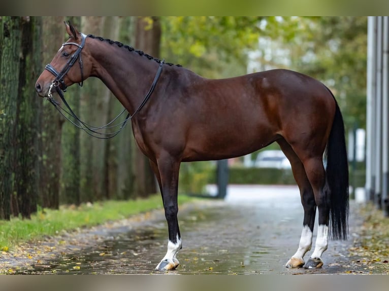 Koń westfalski Klacz 9 lat 168 cm Gniada in Haftenkamp