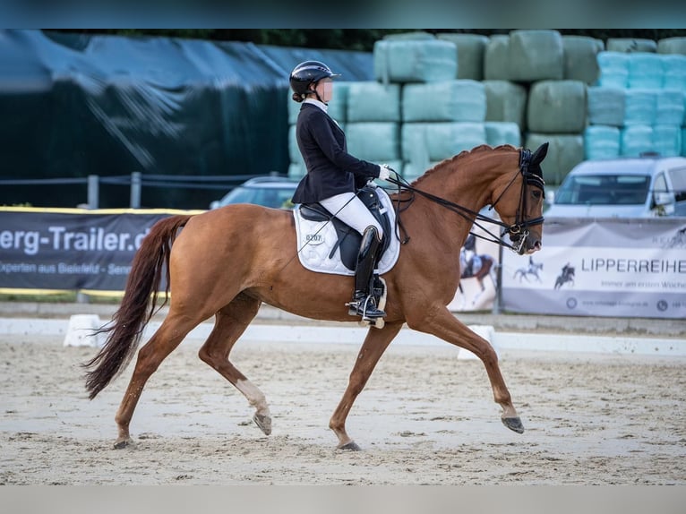 Koń westfalski Klacz 9 lat 168 cm Kasztanowata in Bad Salzuflen