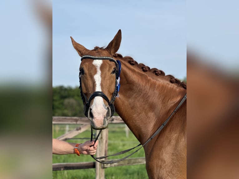 Koń westfalski Klacz 9 lat 168 cm Kasztanowata in Bad Salzuflen