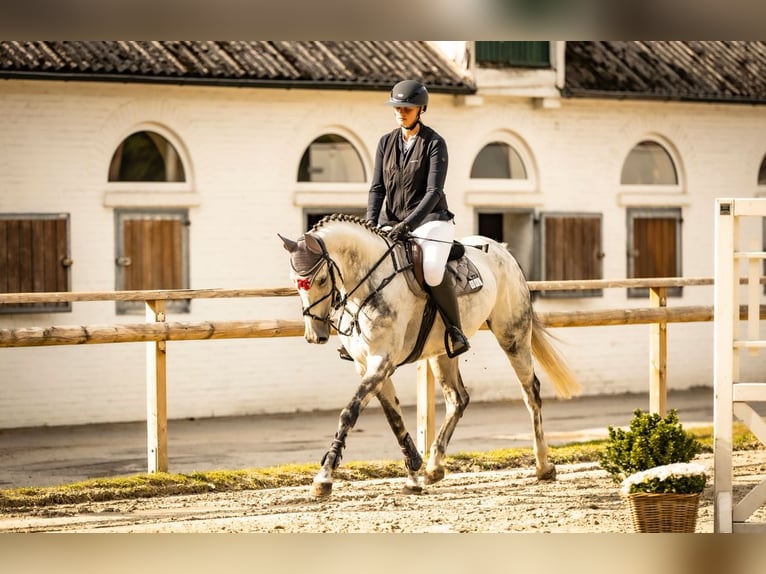Koń westfalski Klacz 9 lat 168 cm Siwa in Rhede
