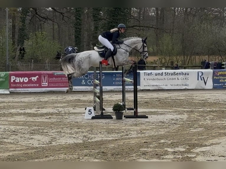 Koń westfalski Klacz 9 lat 168 cm Siwa in Rhede