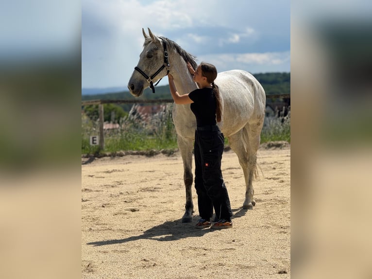 Koń westfalski Klacz 9 lat 168 cm Siwa in Maggau