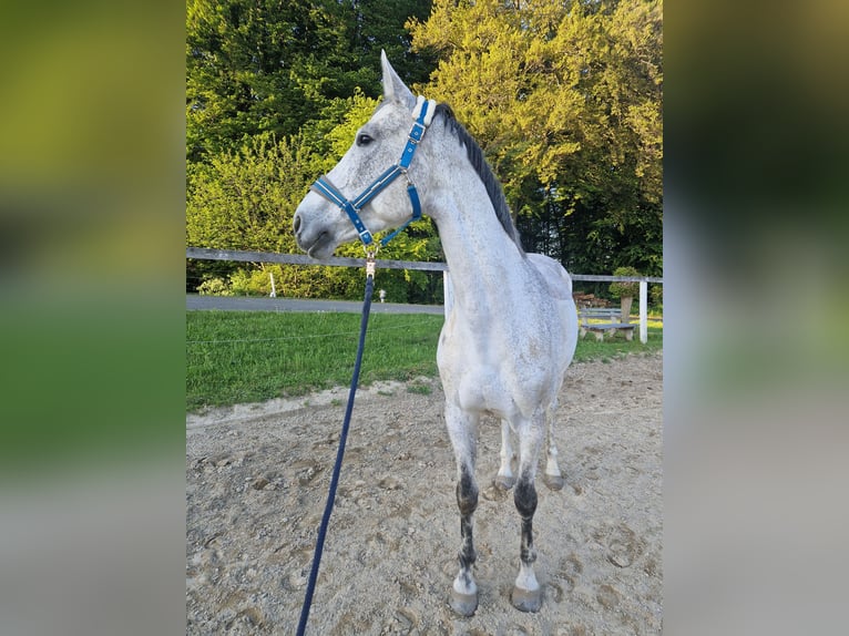 Koń westfalski Klacz 9 lat 168 cm Siwa in Maggau