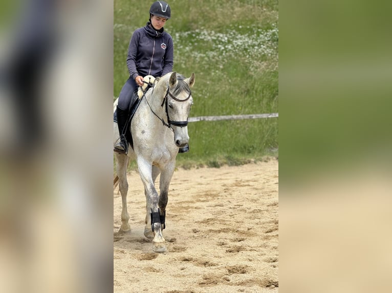 Koń westfalski Klacz 9 lat 168 cm Siwa in Maggau