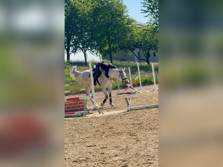 Koń westfalski Klacz 9 lat 168 cm Siwa in Maggau