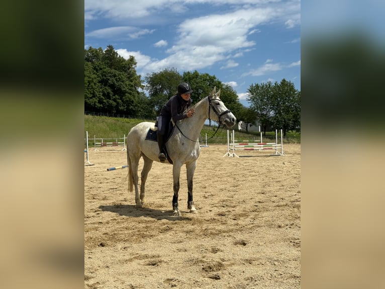 Koń westfalski Klacz 9 lat 168 cm Siwa in Maggau