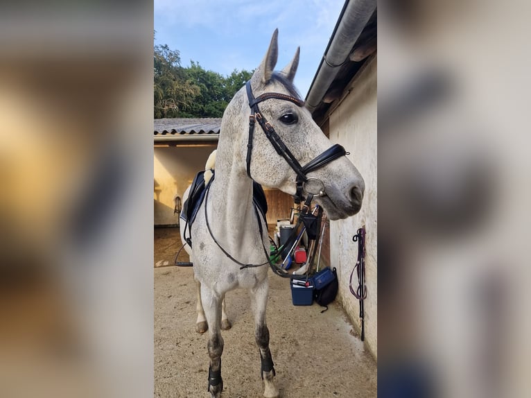 Koń westfalski Klacz 9 lat 168 cm Siwa in Maggau