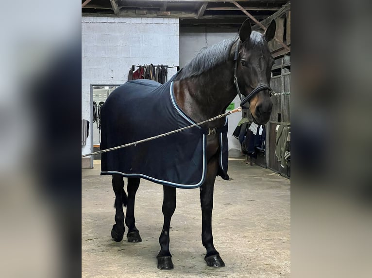 Koń westfalski Klacz 9 lat 170 cm Skarogniada in Lage