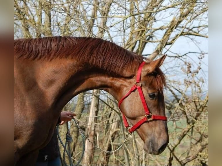 Koń westfalski Klacz 9 lat 171 cm Ciemnokasztanowata in Frankenberg (Eder)