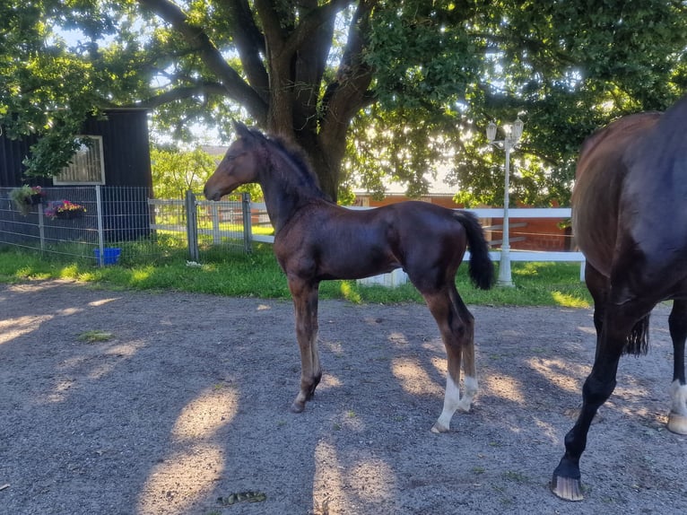 Koń westfalski Klacz 9 lat 172 cm Gniada in Bramstedt