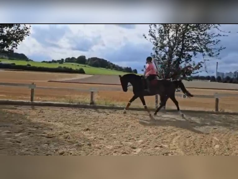 Koń westfalski Klacz 9 lat 173 cm Ciemnogniada in Brilon