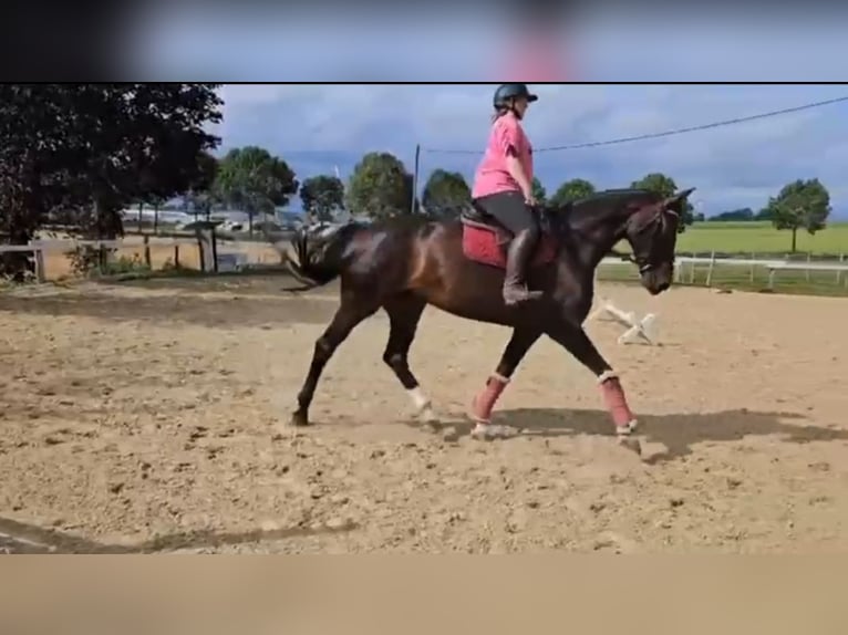 Koń westfalski Klacz 9 lat 173 cm Ciemnogniada in Brilon