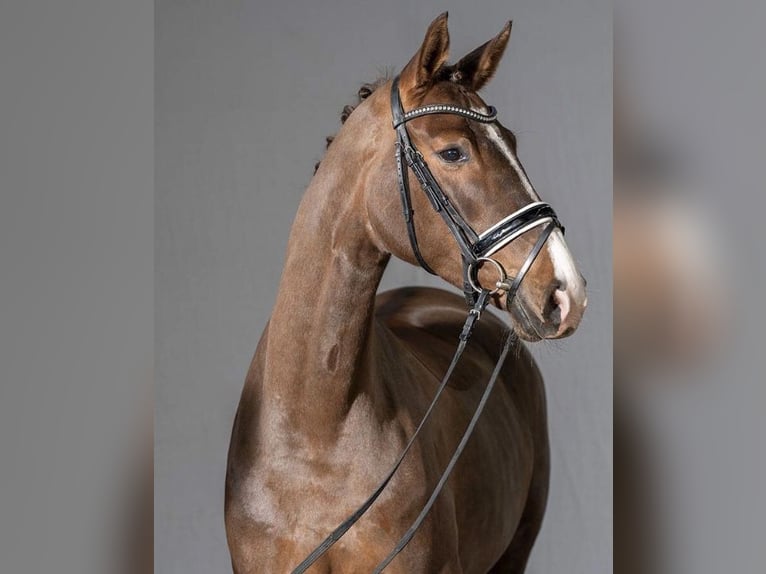 Koń westfalski Klacz 9 lat 173 cm Ciemnokasztanowata in Erzhausen