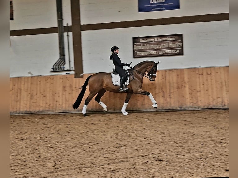 Koń westfalski Klacz 9 lat 173 cm Gniada in Röttingen