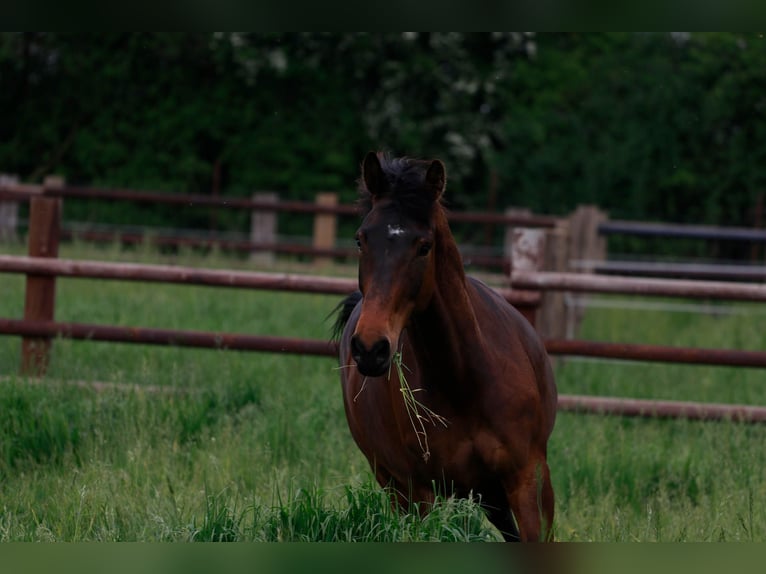 Koń westfalski Klacz 9 lat 174 cm Gniada in Elsdorf