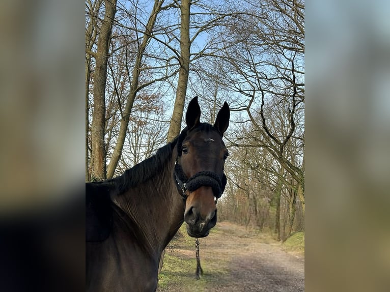 Koń westfalski Klacz 9 lat 175 cm Gniada in Darmstadt