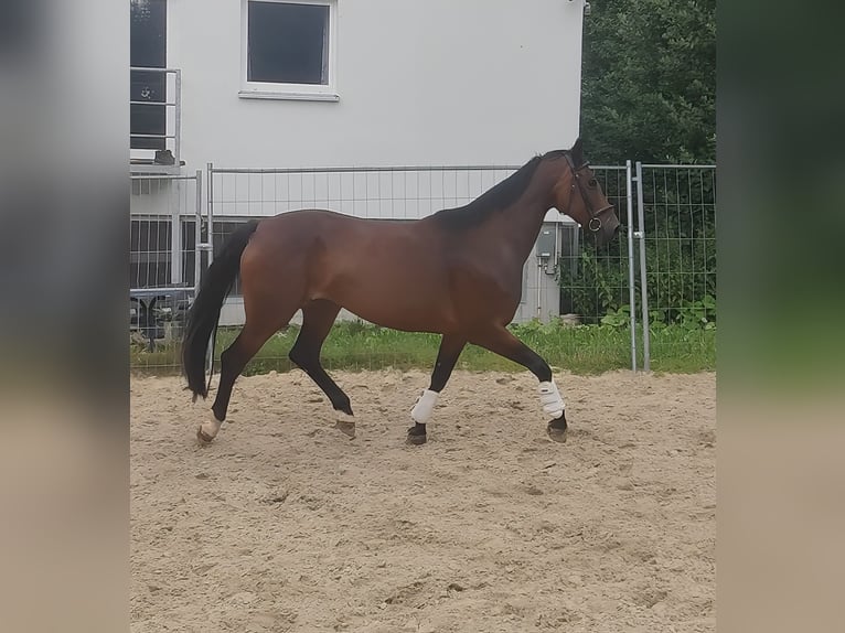 Koń westfalski Klacz 9 lat 175 cm Gniada in Lage