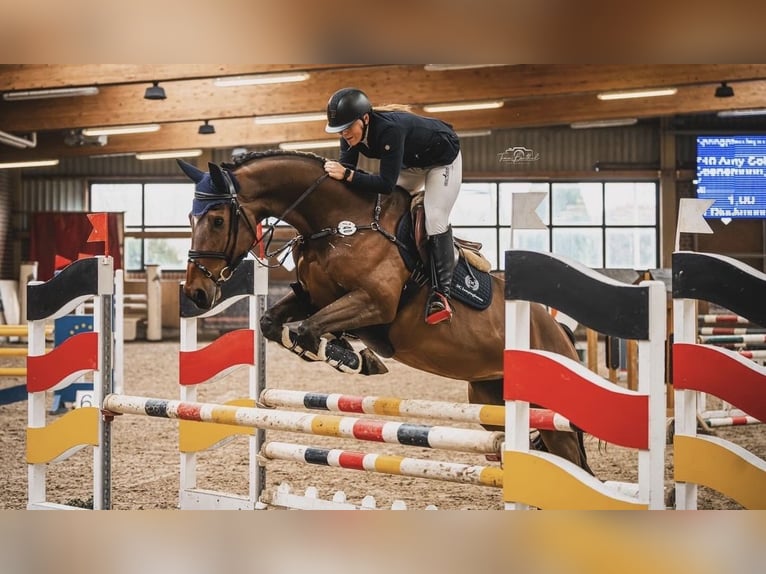 Koń westfalski Klacz 9 lat 175 cm in Horstmar