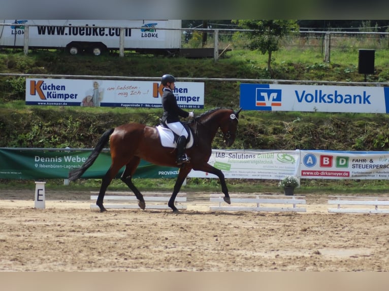 Koń westfalski Klacz 9 lat 176 cm Gniada in Ibbenbüren