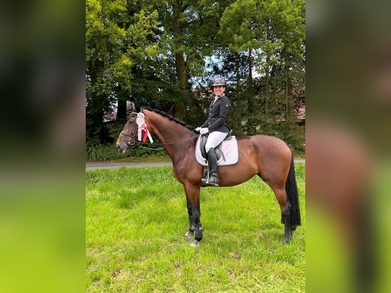 Koń westfalski Klacz 9 lat 176 cm Gniada in Ibbenbüren