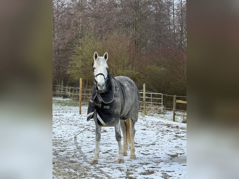 Koń westfalski Klacz 9 lat 178 cm Siwa in Weingarten