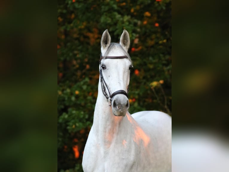 Koń westfalski Klacz 9 lat 178 cm Siwa in Wallenhorst