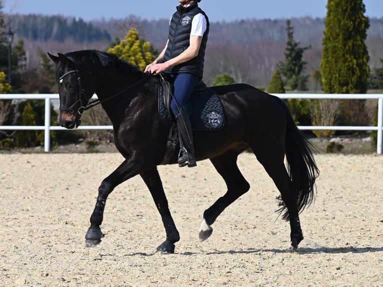 Koń westfalski Klacz 9 lat 180 cm Kara in Wysin