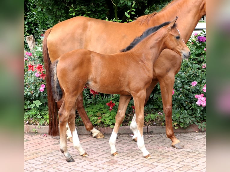 Koń westfalski Klacz Źrebak (05/2024) 165 cm Gniada in Cappeln (Oldenburg)