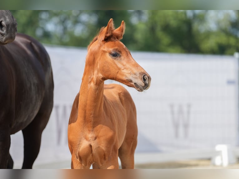 Koń westfalski Klacz Źrebak (06/2024) 167 cm Ciemnokasztanowata in Remscheid