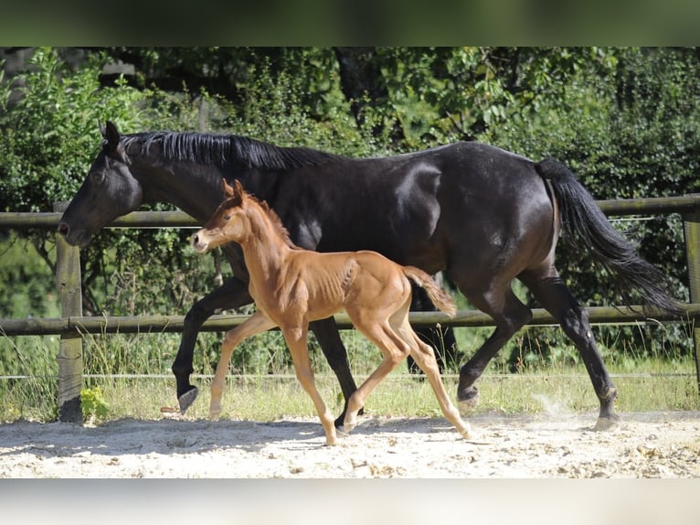 Koń westfalski Klacz Źrebak (06/2024) 167 cm Ciemnokasztanowata in Remscheid