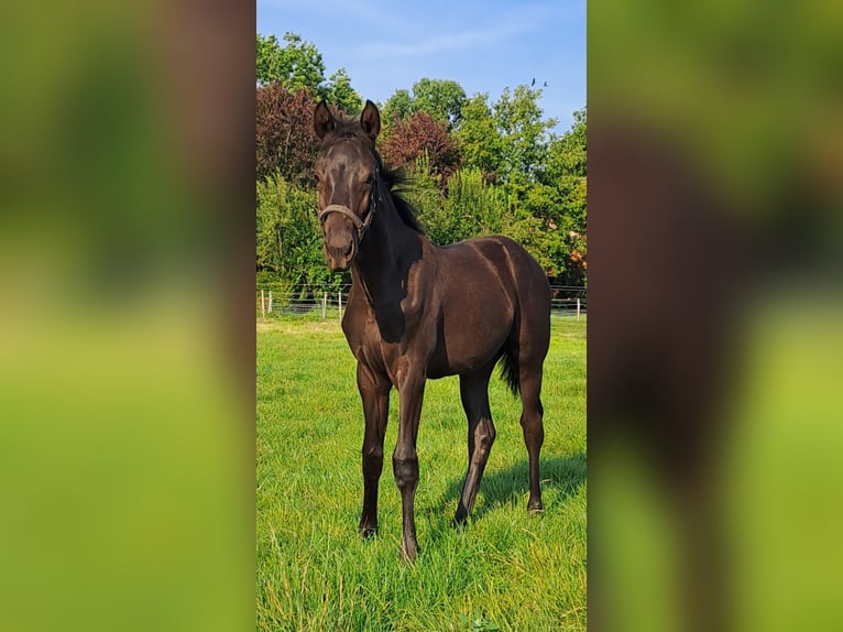 Koń westfalski Klacz Źrebak (05/2024) 168 cm Kara in Hopsten