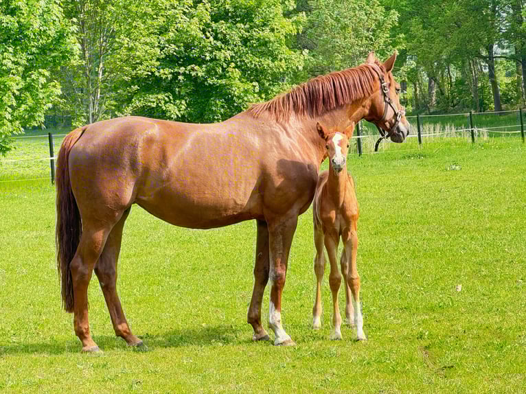 Koń westfalski Klacz  169 cm Kasztanowata in Greven