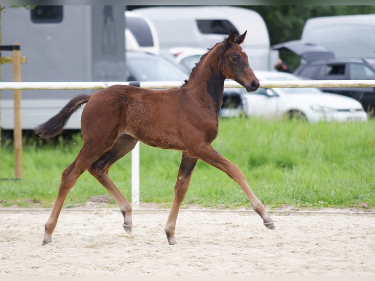 Koń westfalski Klacz Źrebak (05/2024) 170 cm Ciemnogniada in Lippstadt