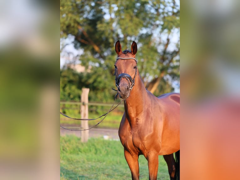 Koń westfalski Klacz Źrebak (05/2024) 170 cm Ciemnogniada in Lippstadt