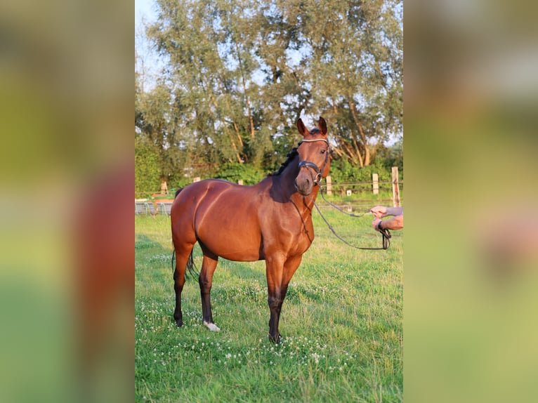 Koń westfalski Klacz Źrebak (05/2024) 170 cm Ciemnogniada in Lippstadt