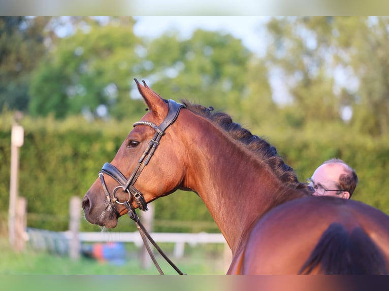 Koń westfalski Klacz Źrebak (05/2024) 170 cm Ciemnogniada in Lippstadt