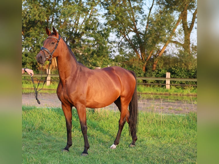 Koń westfalski Klacz Źrebak (05/2024) 170 cm Ciemnogniada in Lippstadt