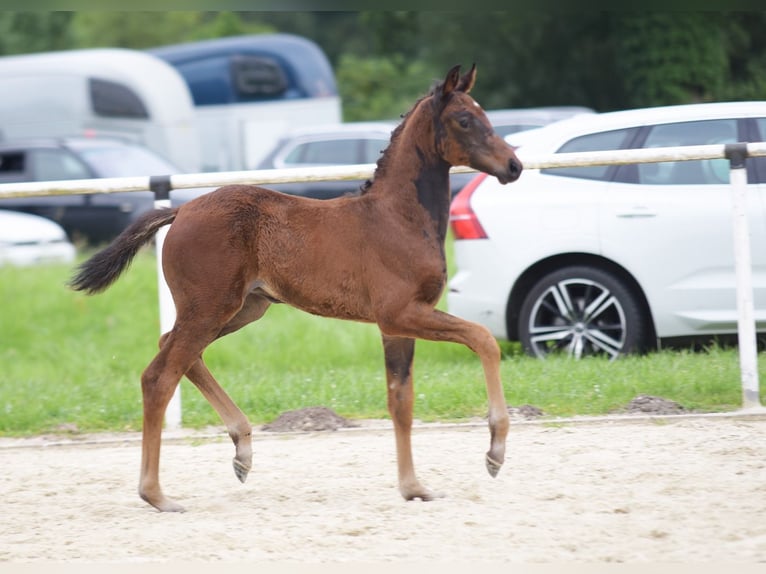 Koń westfalski Klacz Źrebak (05/2024) 170 cm Ciemnogniada in Lippstadt