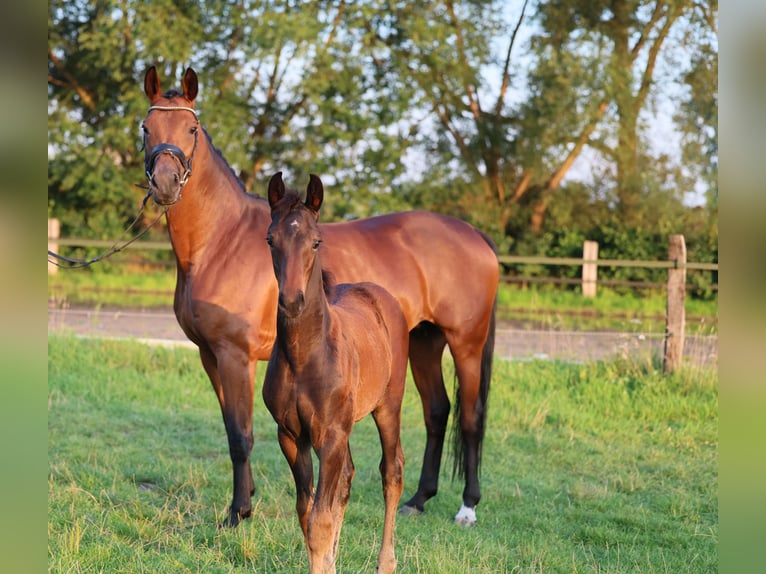 Koń westfalski Klacz Źrebak (05/2024) 170 cm Ciemnogniada in Lippstadt