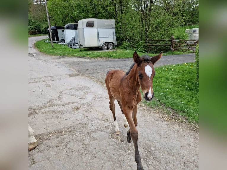 Koń westfalski Klacz Źrebak (04/2024) 170 cm Ciemnogniada in Iserlohn