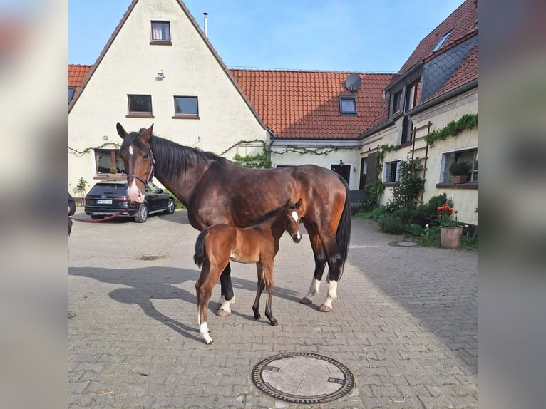 Koń westfalski Klacz Źrebak (04/2024) 170 cm Ciemnogniada in Köthen