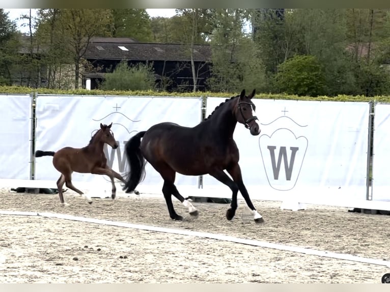 Koń westfalski Klacz Źrebak (03/2024) 170 cm Gniada in Reken