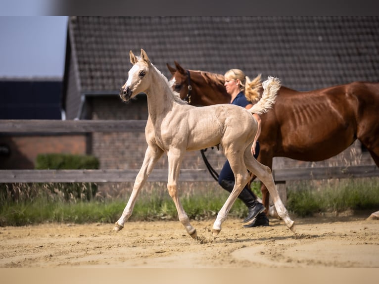 Koń westfalski Klacz  170 cm Izabelowata in Lohmar