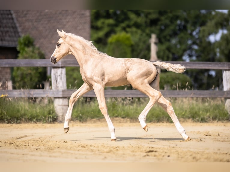 Koń westfalski Klacz  170 cm Izabelowata in Lohmar