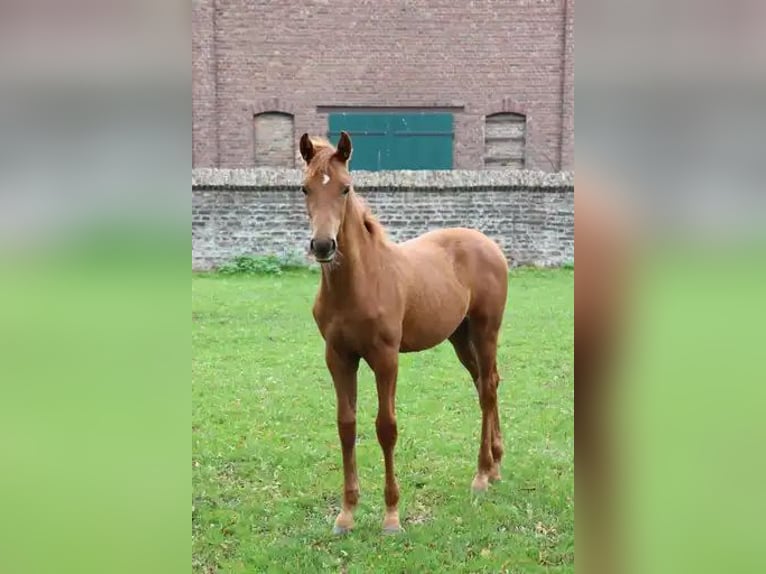Koń westfalski Klacz Źrebak (05/2025) 170 cm Kasztanowata in Unna