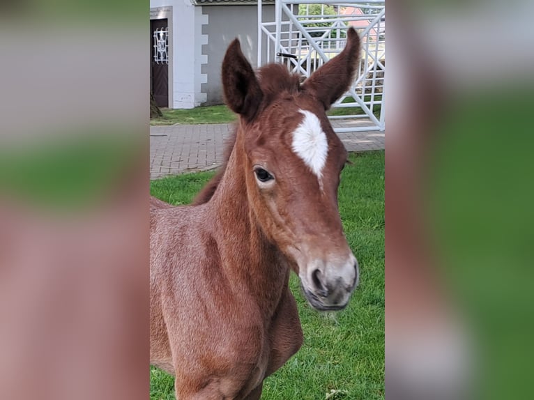 Koń westfalski Klacz  170 cm Kasztanowatodereszowata in Hopsten